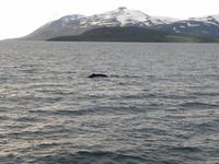 Walbeobachtung Hauganes - Dalvik - Rundreise Reisekombination Island und Grönland 