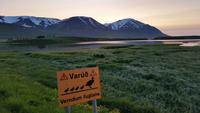 Walbeobachtung Hauganes - Dalvik - Rundreise Reisekombination Island und Grönland 