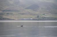 Whale Watching Tour