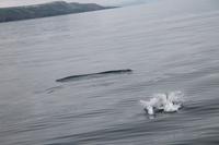 Whale Watching Tour
