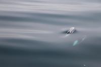 Whale Watching Tour