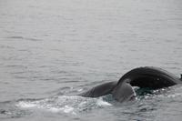 Whale Watching Tour