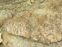 Muschel-Fossil an den Klippen von Yesnaby