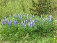 Lupinen in Akureyri