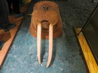 Auf Spitzbergen – im Svalbard-Museum Longyearbyen