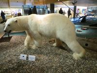 Auf Spitzbergen – im Svalbard-Museum Longyearbyen