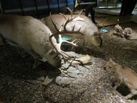 Auf Spitzbergen – im Svalbard-Museum Longyearbyen