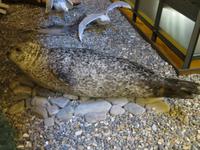 Auf Spitzbergen – im Svalbard-Museum Longyearbyen