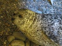 Auf Spitzbergen – im Svalbard-Museum Longyearbyen