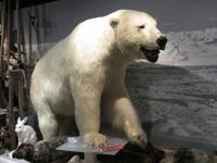 Im kleinen Museums des Eisbärenklubs in Hammerfest