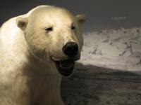 Im kleinen Museums des Eisbärenklubs in Hammerfest