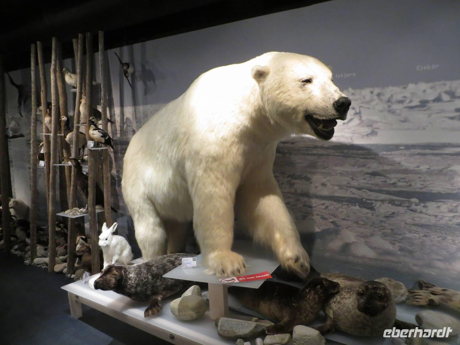 Im kleinen Museums des Eisbärenklubs in Hammerfest