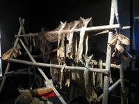 Im kleinen Museums des Eisbärenklubs in Hammerfest