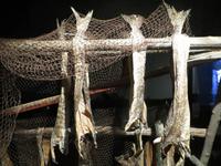 Im kleinen Museums des Eisbärenklubs in Hammerfest