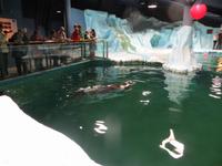 Im Polaria-Erlebniscenter Tromsøs