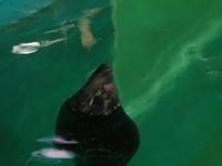 Im Polaria-Erlebniscenter Tromsøs