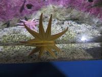 Im Polaria-Erlebniscenter Tromsøs