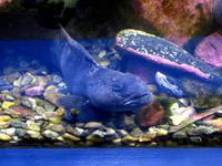 Im Polaria-Erlebniscenter Tromsøs