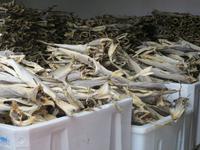 Stockfisch im Fischereihafen auf der Lofoteninsel Vestvågøy