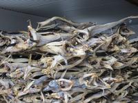 Stockfisch im Fischereihafen auf der Lofoteninsel Vestvågøy