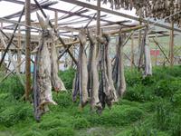 Stockfisch im Fischereihafen auf der Lofoteninsel Vestvågøy