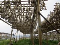 Stockfisch im Fischereihafen auf der Lofoteninsel Vestvågøy