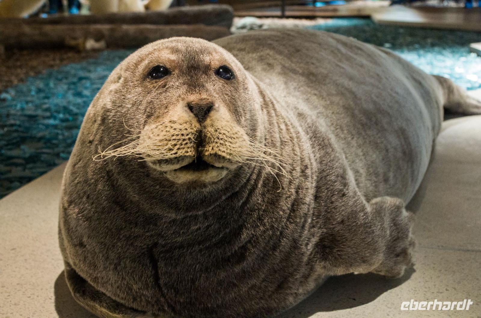 im Polarmuseum in Longyearbyen auf Spitzbergen