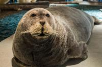 im Polarmuseum in Longyearbyen auf Spitzbergen