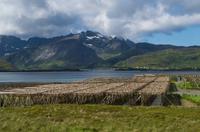 Stockfisch auf den Lofoten