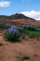 Lupinen im Heißwassertal Haukadalur
