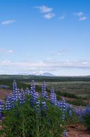 Lupinen im Heißwassertal Haukadalur