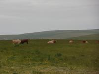 Kreuzfahrt mit AIDAsol Skandinavien – Orkney Inseln