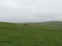 Kreuzfahrt mit AIDAsol Skandinavien – Orkney Inseln