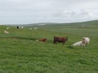 Kreuzfahrt mit AIDAsol Skandinavien – Orkney Inseln