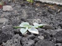 Kreuzfahrt mit AIDAsol Skandinavien – Island, Keflavik
