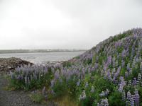 Kreuzfahrt mit AIDAsol Skandinavien – Island, Keflavik, Lupinen
