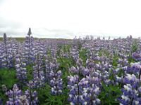 Kreuzfahrt mit AIDAsol Skandinavien – Island, Keflavik, Lupinen