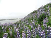 Kreuzfahrt mit AIDAsol Skandinavien – Island, Keflavik, Lupinen