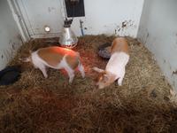 Kreuzfahrt mit AIDAsol Skandinavien – Island, Reykjavik, Wikingermuseum