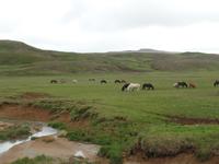 Kreuzfahrt mit AIDAsol Skandinavien – Island, Islandpferde bei Krysuvik