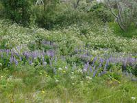 Kreuzfahrt mit AIDAsol Skandinavien – Island, Isafjördur, Westfjorde