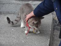 Kreuzfahrt mit AIDAsol Skandinavien – Island, Isafjördur, Westfjorde