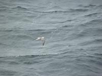 092 Auf dem Weg nach Spitzbergen - tierische Begleiter