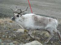 106 Spitzbergen - Longyearbyen