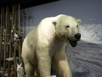 131 Hammerfest - Eisbärenklub