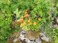 Botanischer Garten in Tromsö