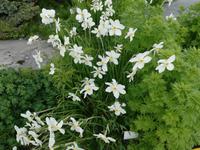 Botanischer Garten in Tromsö
