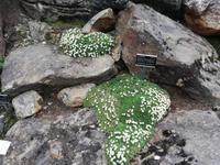 Botanischer Garten in Tromsö