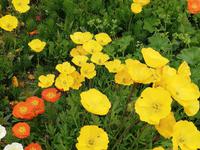 Botanischer Garten in Tromsö