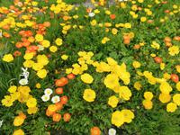 Botanischer Garten in Tromsö